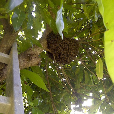 Bee Hive