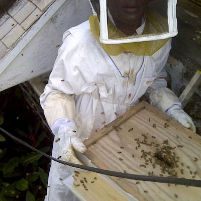 Bee Hive Removal
