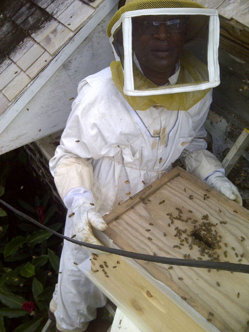 bee hive removal cost bee hive removal cost