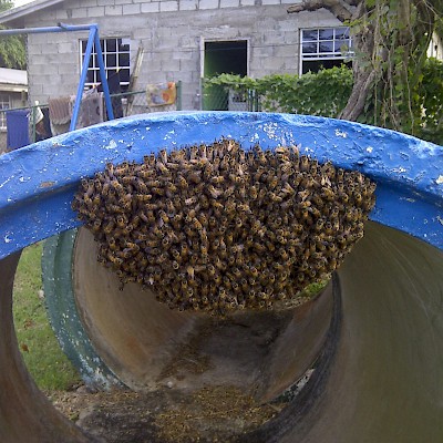 Bee Hive